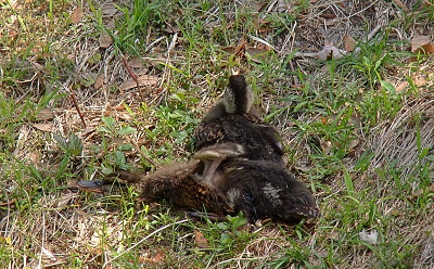 [Two ducklings sit in the grass. The one in the foreground looks to be lying on the ground with its head stretched to the left and its wing muscle stretched straight to the sky with a flat top to it (like a platform being raised on a lift). There are no feathers at this point; its all fuzz. The other duckling sits facing away from the camera.]